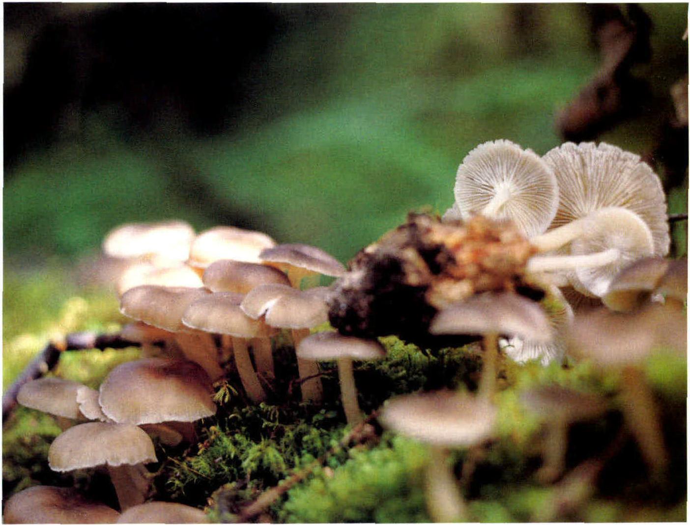 Omphalina griseopallida (Desm.) Quél.